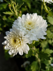 A bouquet of beautiful chrysanthemum flowers outdoors. Chrysanthemums in the garden.