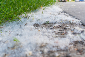 poplar fluff is on the side of the road.