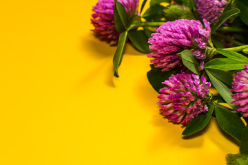 pink clover on yellow background with space for text