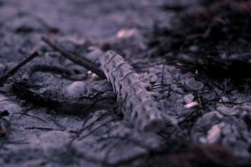 Fish Bone on the beach at dusk
