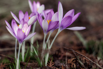 Purple spring crocuses reach for the first rays of the sun.