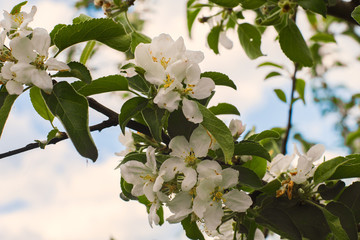 Apple tree blooms in spring
