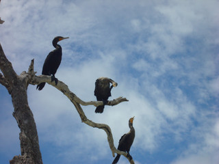 cormorants (phalacrocorax carbo) in a tree, Holbox, Mexico