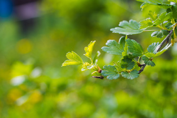 young branch of gooseberry in spring