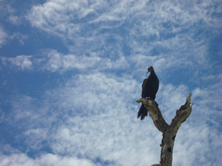 Red-face Cormorant perched at top of dead tree in Holbox, Mexico