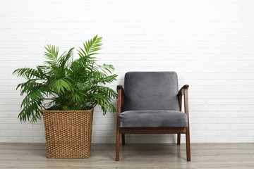 Comfortable armchair and beautiful houseplant