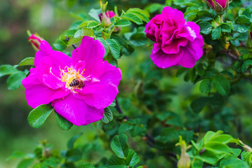 wild rose Bush in bloom