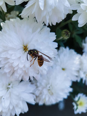 Toiler bee collects honey on chrysanthemum flowers