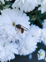 Toiler bee collects honey on chrysanthemum flowers