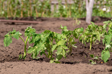Seedlings tomato frozen.