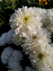 A bouquet of beautiful chrysanthemum flowers outdoors. Chrysanthemums in the garden.