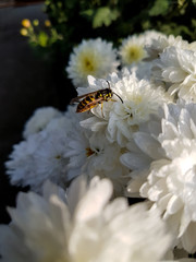 Toiler bee collects honey on chrysanthemum flowers