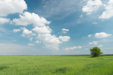 Fototapeta na wymiar Field of green fresh grass under blue cloudy sky.