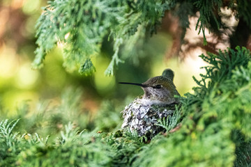 A hummingbird sits on its nest in a cedar tree © Harrison