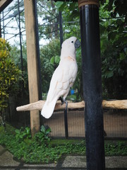 White cockatoo sitting on a branch