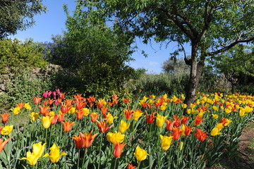 Garden in Spring, with tulips in bloom and almond tree
