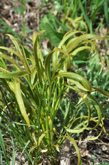 In the wild is growing Falcaria vulgaris