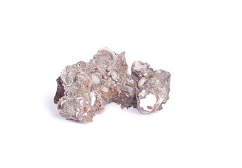 seashells of different seas sizes and types on a white background isolated background