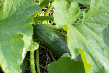 Obraz premium zucchini stalk with a fruit and a flower growing in a permaculture garden on a ground covered with straw