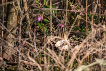 Plastic waste thrown away in the middle of nature