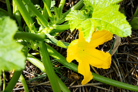 zucchini stalk with a fruit and a flower growing in a permaculture garden on a ground covered with straw