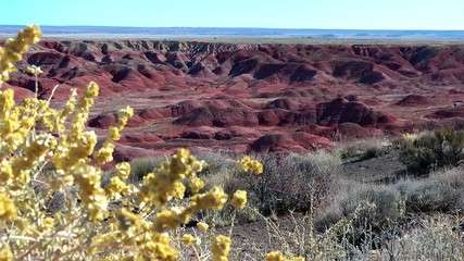 painted desert red canyon yellow bush
