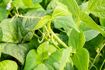 growing green beans in a permaculture garden in summer