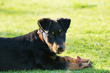 adorable young Beauce shepherd dog lying in the green grass and eating an apple