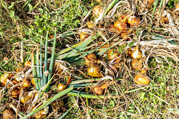 yellow onions and shallots drying in the summer sun in a permaculture garden