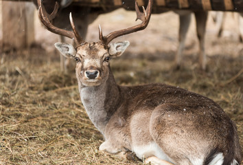 fallow deer resting in a meadow