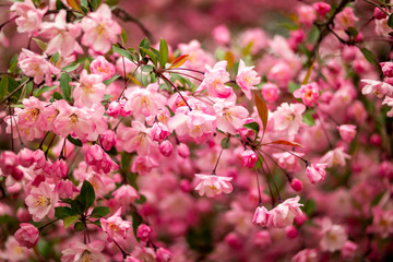 the beautiful pink Micromalus flower of spring