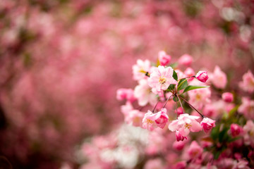 Naklejka na ściany i meble the beautiful pink Micromalus flower of spring