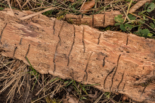 Many worm grooves on a wooden piece of tree bark