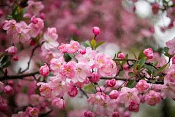 Fototapeta na wymiar the beautiful pink Micromalus flower of spring