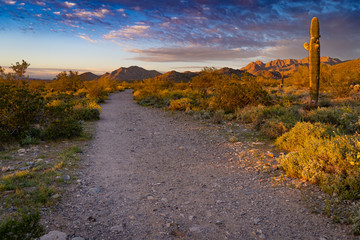 sonoran desert in Arizona at sunset
