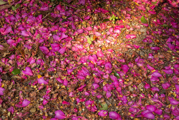 Beautiful Camellia flower fallen in the field of Jeju Island, Korea