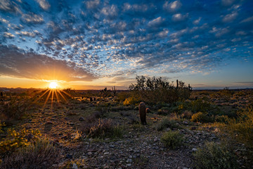 sonoran desert in Arizona at sunset