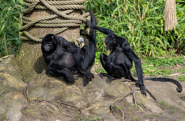 pair of black headed spider monkeys 