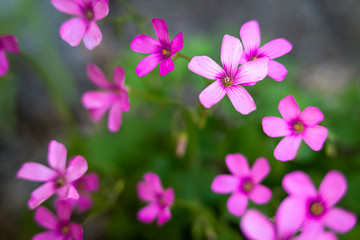 beautiful purple Oxalis flower in autumn with macro lens