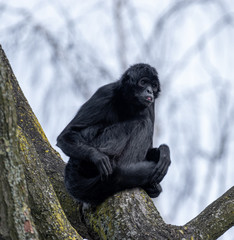 black faced spider monkey