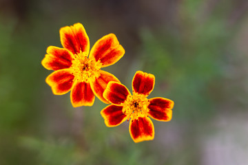 wild French Marigold flower swaying beautifully in the autumn 