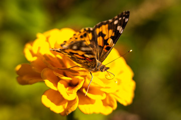 Butterfly sitting on beautiful yellow
chrysanthemum flower