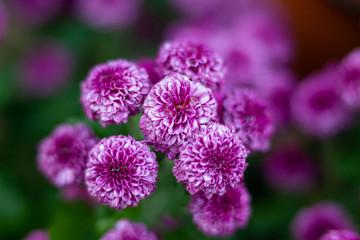 chrysanthemum flower blooming beautifully in autumn