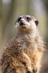 meerkat on guard