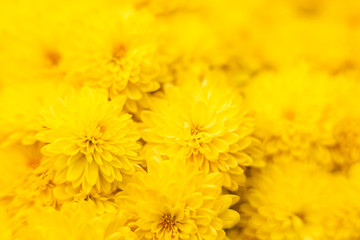 yellow chrysanthemum flower blooming beautifully in autumn