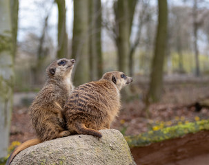 Pair of meerkats sitting on a rock 