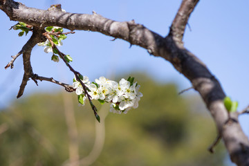 White plum flowers and a branch on blue and green background