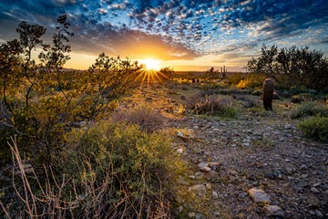 sonoran desert in Arizona at sunset