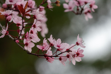 Pink cherry flowers in spring