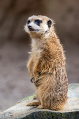 Fototapeta premium meerkat suricata suricatta